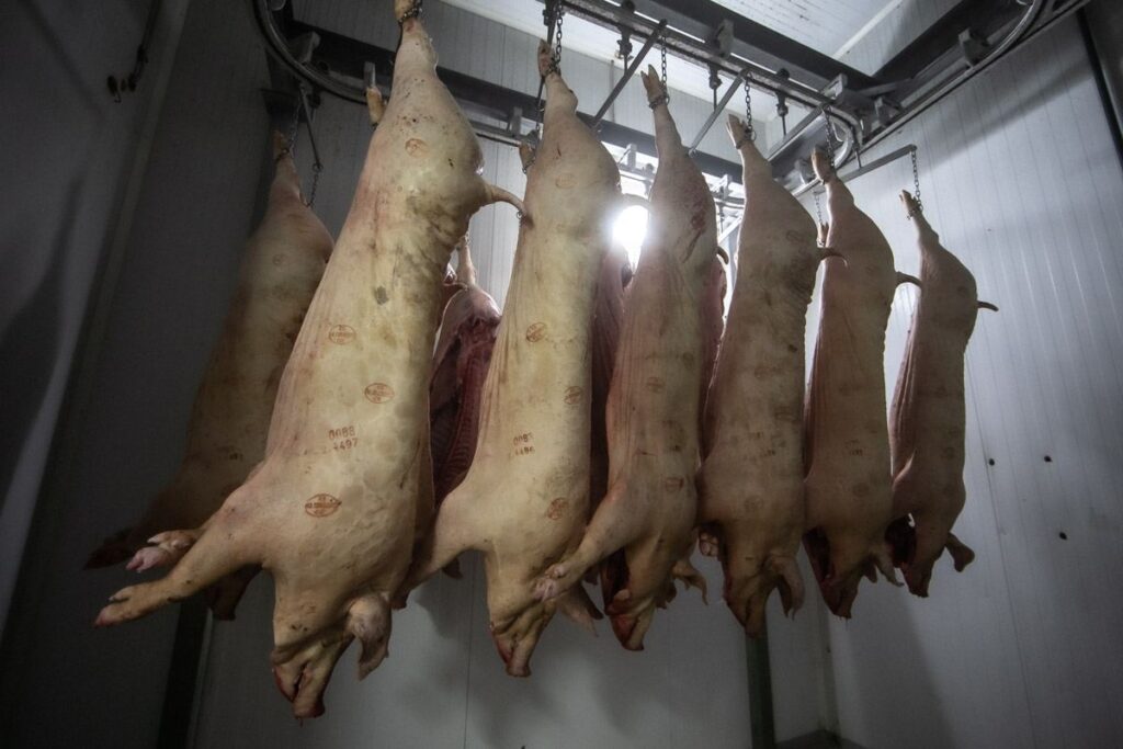 Comprar canal Cerdo de Galicia directamente en matadero